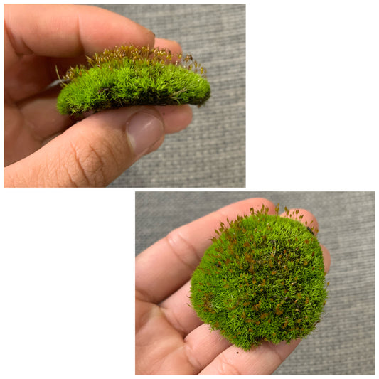 Threaded moss (Bryum moss, Sun Tolerant Moss)