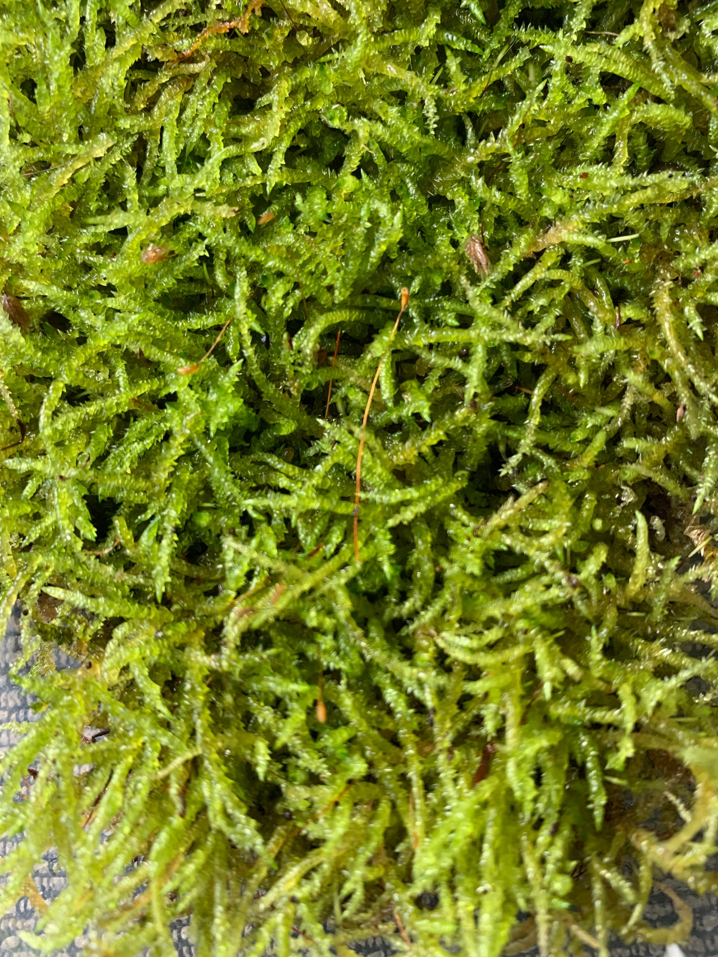 Spear Moss (Acrocladium chlamydophyllum) Rare