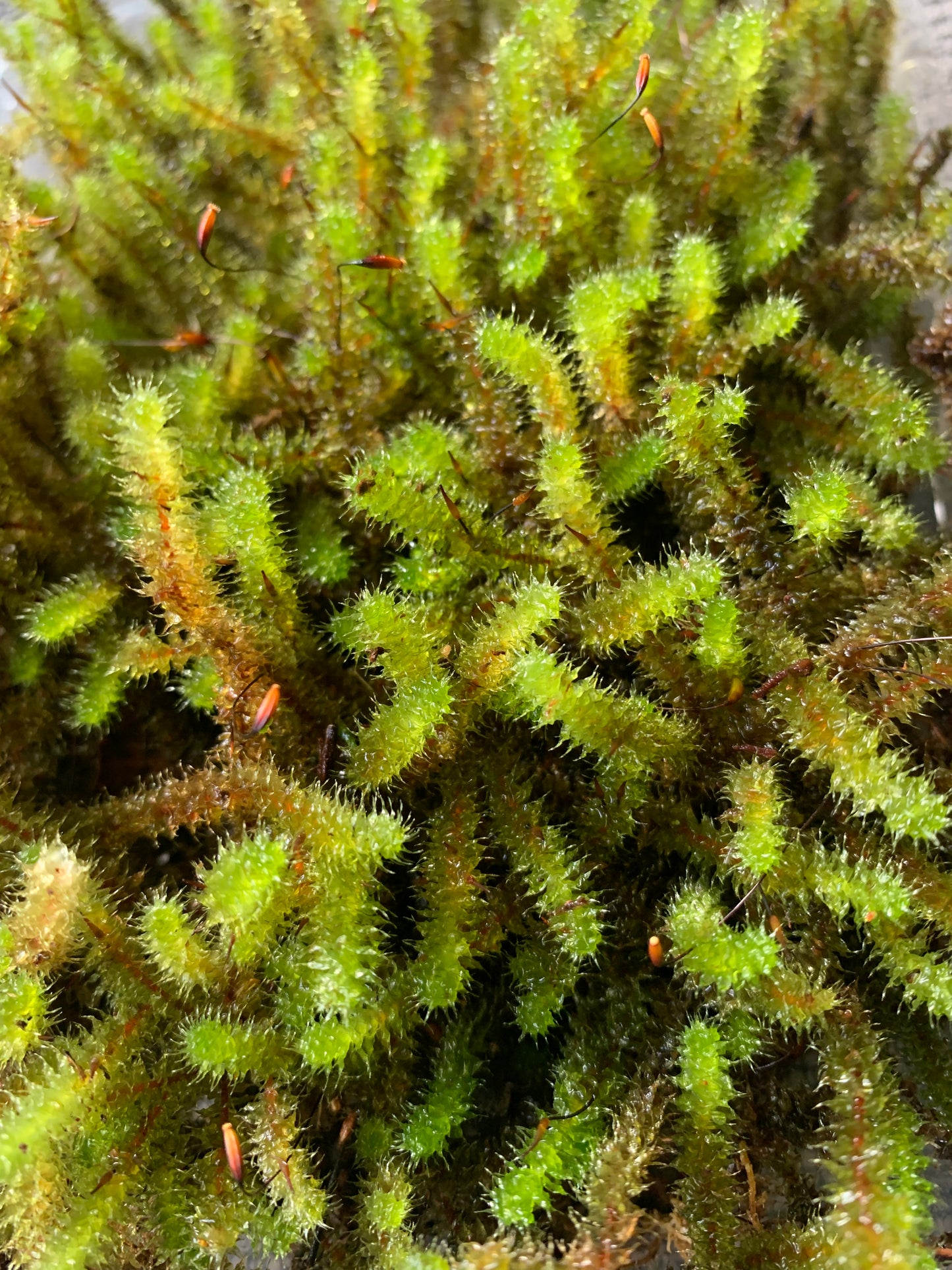 Pipe cleaner Moss (Ptychomnion aciculare)