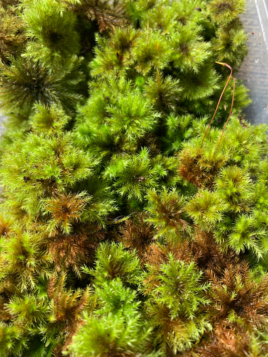 Umbrella Moss #3 (Hypnodendron colensoi)