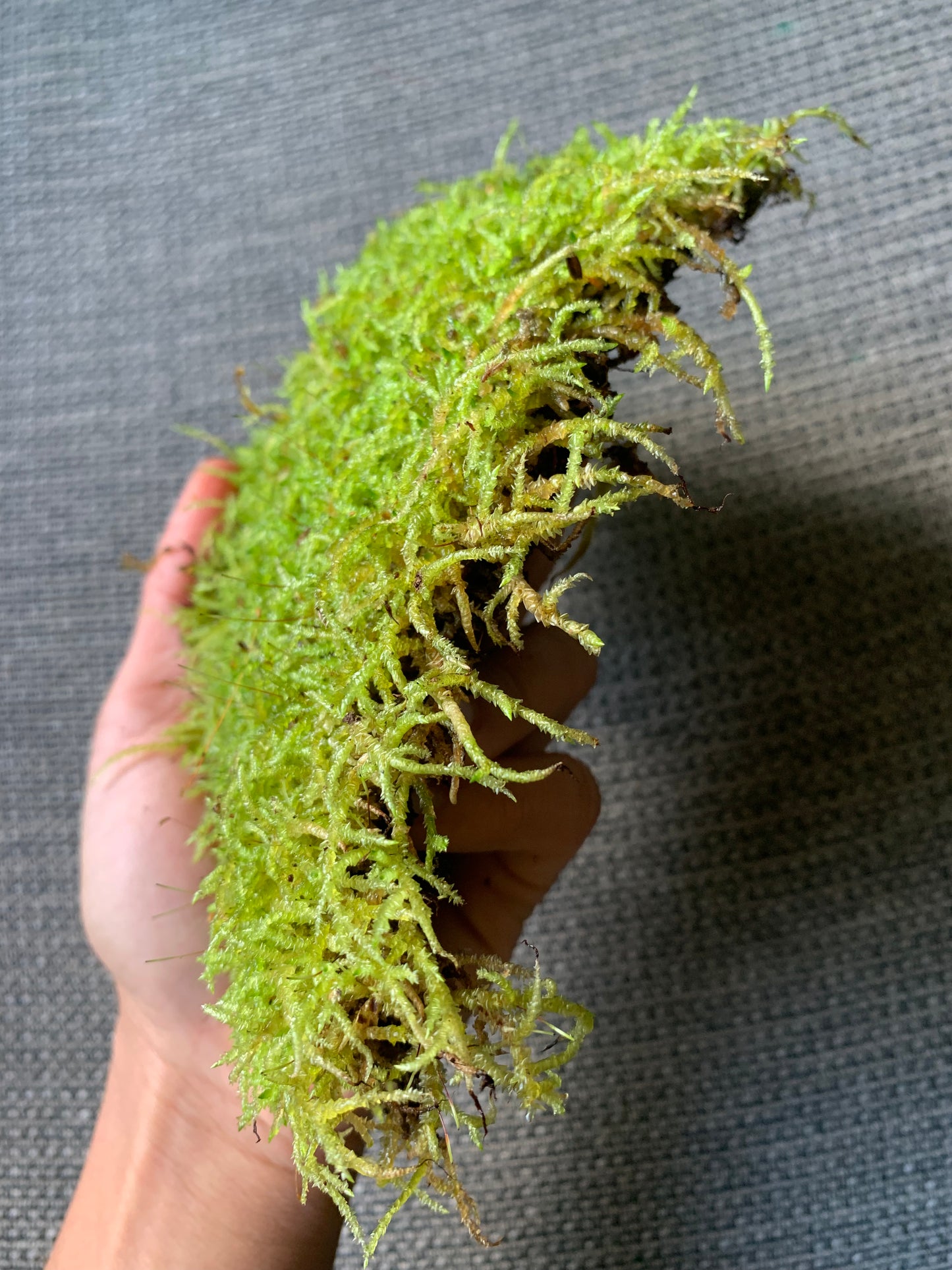 Spear Moss (Acrocladium chlamydophyllum) Rare