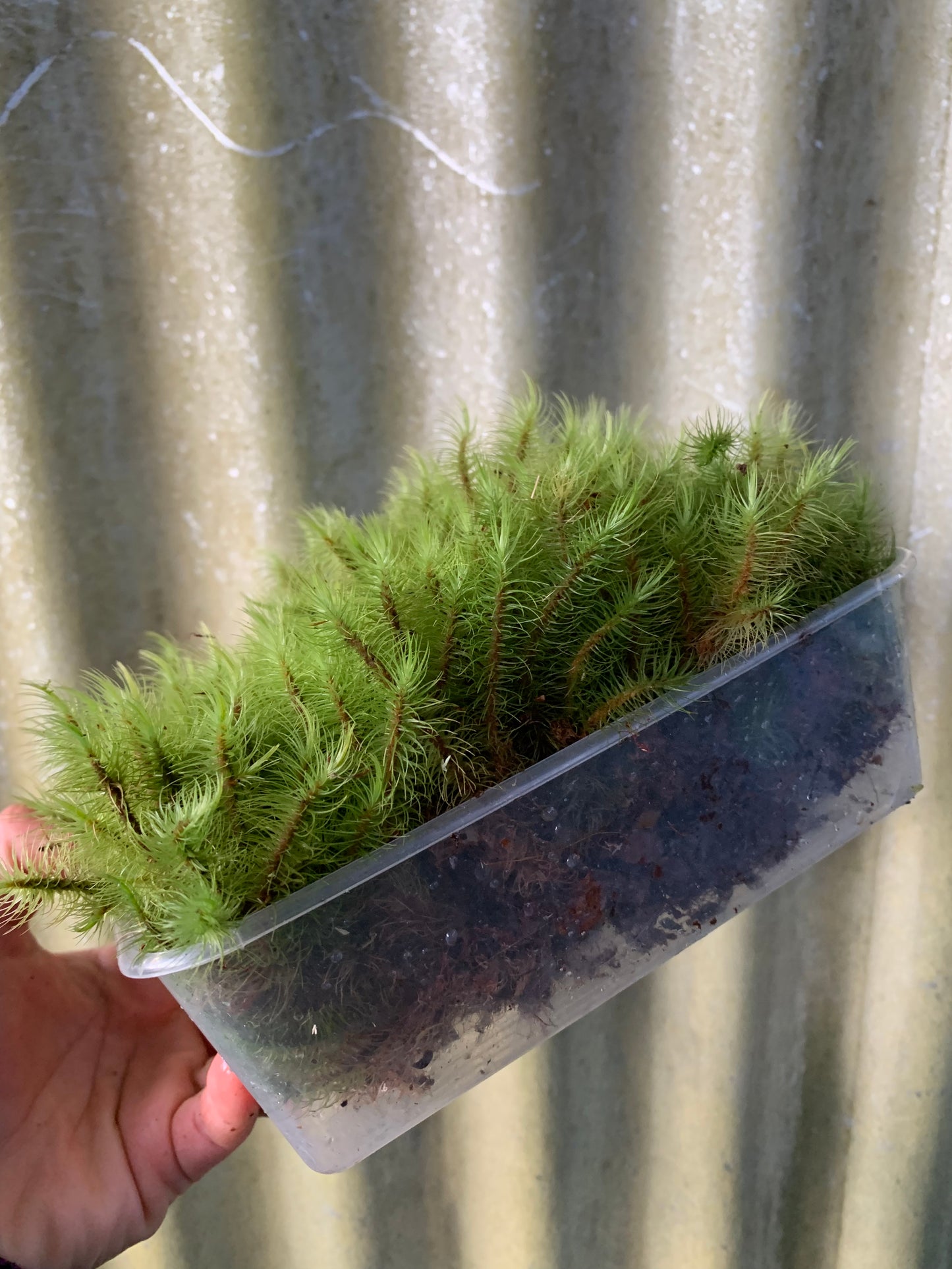 Greater Fork Moss (Dicranum majus) Rare