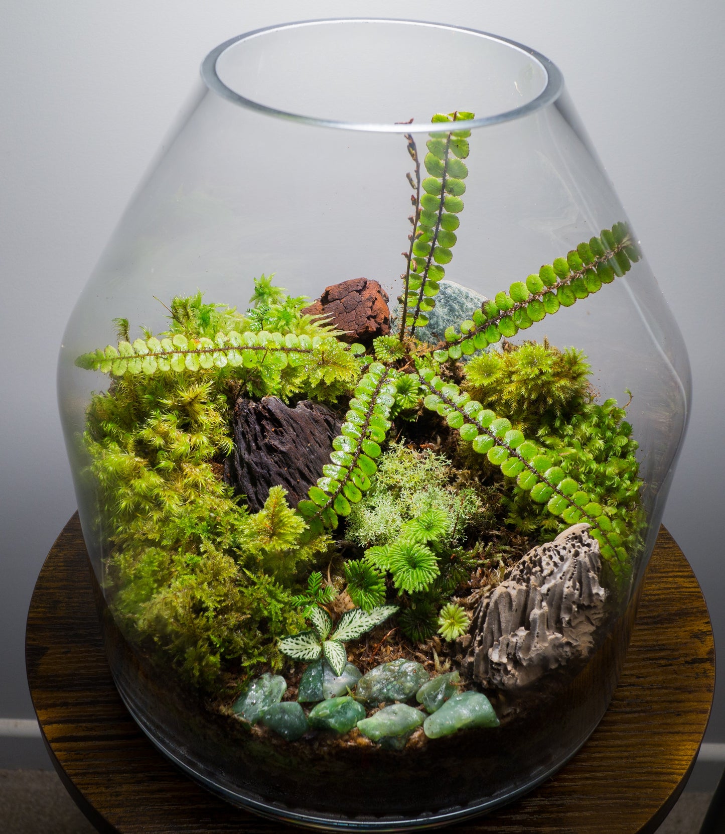 Living Terrarium Moss (7 Mixed Varieties)